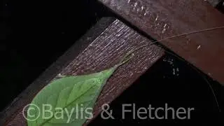 Leaf Mimic katydid, lowland rainforest, Royal Belum State Park, Malaysia. 20210401_210708.uhd