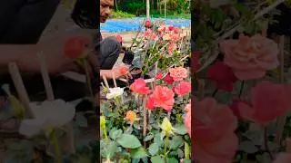 Stunning Blooms: Dutch Rose Plants Ready for Their New Home🌹 #shorts
