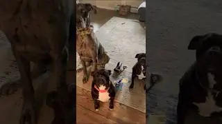 Unboxing Bark Box with the pups 🐾