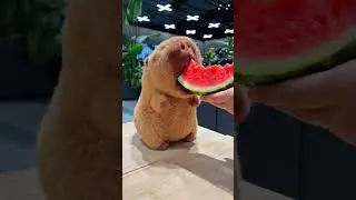 Watermelon Time！#funnyanimals #cute #capybara #healing