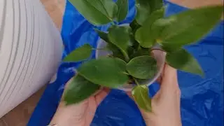 8 деток с одного пенька антуриума