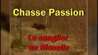 Chasse passion : Le sanglier en Moselle