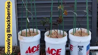 GROWING BLACKBERRIES IN BUCKETS WITH TRELLIS | FRUIT TREE PAVERS