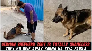 German Shepherd Zoey Ne Kar Rakha Hai Hume Tang: Kya Hum Zoey Ko Give Away Kar De????