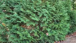 Ocee Park Virtual Walk | Hidden Gem & Family Fun Johns creek, Georgia ( 잔스크릭 오씨 공원 산책길) 