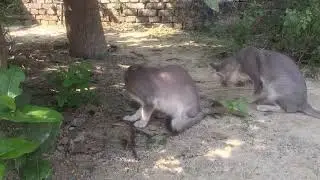 🐍Snake Delivery by my two Cats😻Express Service😹📦🐍#VillageVibes🌾🐱#HunterMode 😼💥#CatSurprise😹