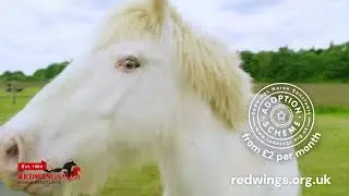 Sponsor a horse, pony or donkey at Redwings Horse Sanctuary
