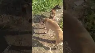 Greyhound hunting rabbit | hunting with dogs | dog hunting hare | Karak KPK pure |