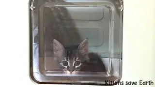 Усыновленные котята теперь могут пользоваться песочницей для взрослых...