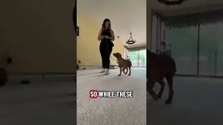 Puppy Board and Train - Day in the Life (Fetch Happens Dog Training King of Prussia)