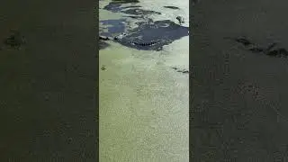 How to Survive a Gator Attack!     #Gatorattack #Facts