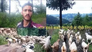 आज हमने बकरे जगटेली के पीछे लिए । रात को बहुत बारिश हुई 😡।#himachalicrazyvlogger 