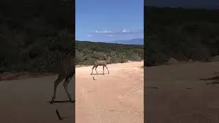 Kudu cows walk across road in Addo Elephant National Park, South Africa