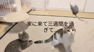猫が来て三週間。もう完全に家族になりました。