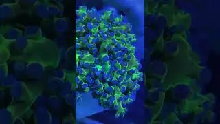 Frogspawn Euphyllia Coral 🪸  #euphyllia #coralreef #saltwateraquarium #allmymoneygoestocoral