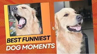 My Dog&rsquo;s Daily Drama 😂🐾 | Susu lagi thi jor ki 