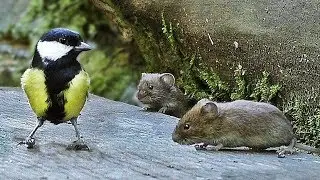 Cat Entertainment Videos - Mice and Birds Do Lunch