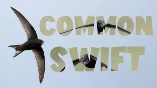 Common Swift