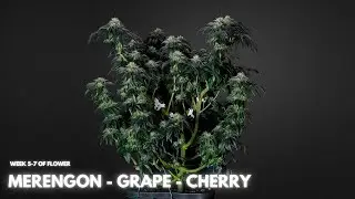 Обновление информации о палатке | BLACK TUNA x BARNEY&rsquo;S FARM &ndash; Tropicana Cherry & Merengon - выра...