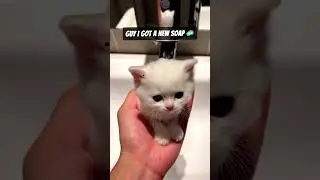 New soap 🧼 #soap #ai #cat #cats #funny #memes #shorts #shortvideo #shortvideo #viral #youtubeshorts