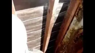 Bees In A Chimney