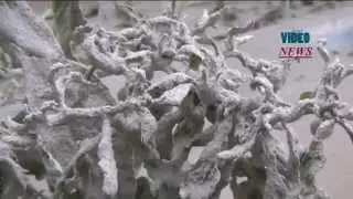 Volcanic ashes damage agricultural lands in Jakarta