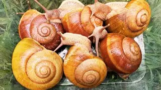 🔴WOW! NIGHT EXPLORATION‼️HUNTING BIG SNAILS IN THE WILD &ndash; AMAZING ADVENTURE 🐌