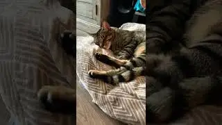 Snoozing on his king size bed #cat #cute #love #cozy