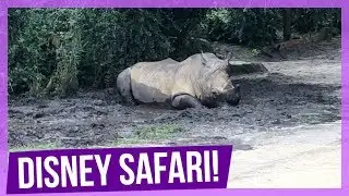 Kilimanjaro Safari with Oh Yeah Disney! | VEDID