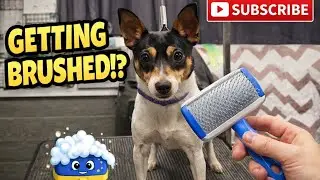 Let's Groom Batman! 