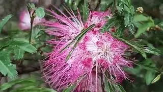 Calliandra (rain shrub or powderpuff)