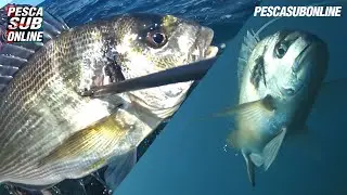 PESCA SUB : Sardegna pesca apnea in 2 metri - Pesca subacquea bassofondo 2020 - PESCA SUBMARINA