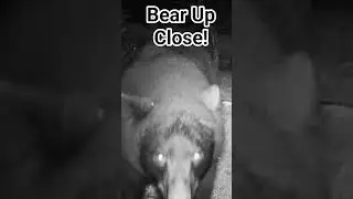 Bear Up Close #wildlife #bear #trailcam #nature #backyard #fairfieldcounty