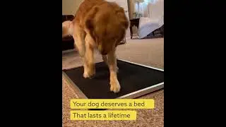 DOG TRYING TO SCRATCH BED