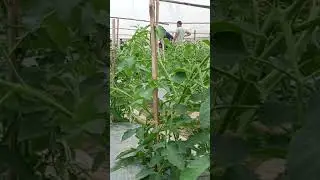 Tomarket Farming update #