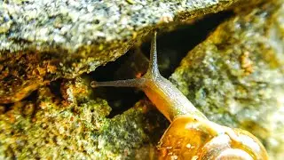 A Small Snail Move | Living Beautiful Place