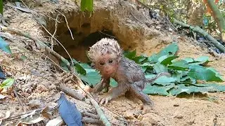 Adorable monkey p-i-t-y baby lion.