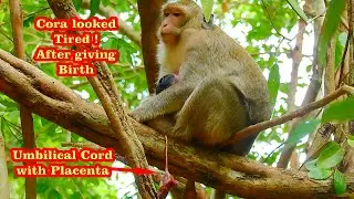 Mom monkey Cora looked tired and she deserved delicious fruits and relax