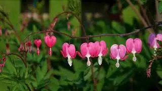 🌿💗🌸 Pink Bleeding Heart Flower in Bloom | Beautiful Flowers