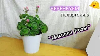 Пеларгония. Черенкование в январе.