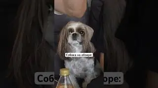 Самый милый обзор с собакой!🥰 #собака #аян #щенок