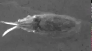 Cuttle Shuttle Analysis - Cropped and Aligned: Plato, Day 13, Tentacle Shot 02
