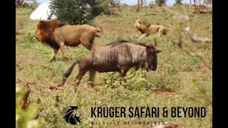 BIGGEST MALE LION EVER?! HUGE Lion, Hunting, At Full Speed! Kruger National Park! #lion #africa