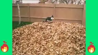 Собака танцует под трек Моргенштерна!