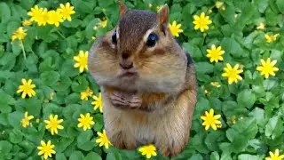 Chipmunk call sounds, stuffing cheeks | Eastern