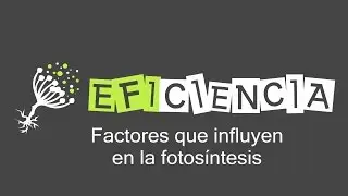FACTORES QUE INFLUYEN EN LA FOTOSÍNTESIS. Rendimiento de la Fotosíntesis