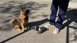 Dog repeatedly taps food bowl while waiting to be fed in Guangdong, China