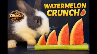 &ldquo;EXTREME WATERMELON CRUNCH 🐰🍉 | Bunny ASMR Eating Sounds (No Talking)&rdquo; | ASMR Bunny Eating