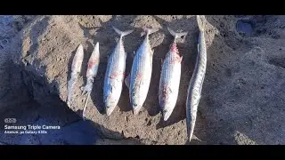 Shore jiging