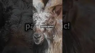 Why Goats Have Weird Eyes? ​​🤔 #goat #didyouknow #foryou #shorts